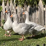 Abenteuerhof *