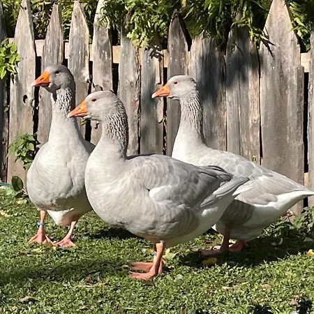 Abenteuerhof *