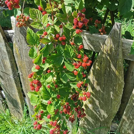 アパート Abenteuerhof *