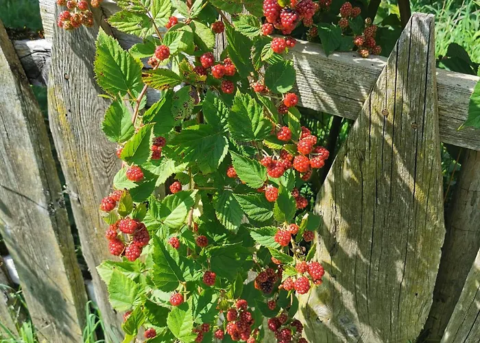 شقة Abenteuerhof *