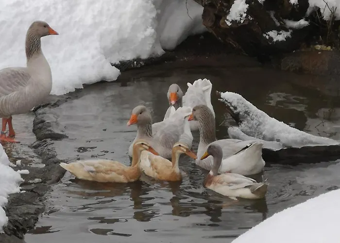 Apartment Abenteuerhof *